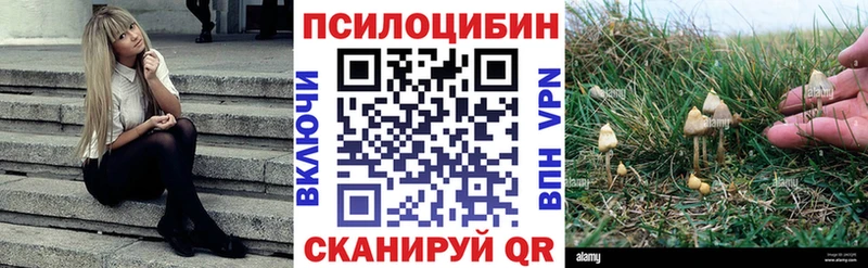 купить цена Темрюк Галлюциногенные грибы GOLDEN TEACHER